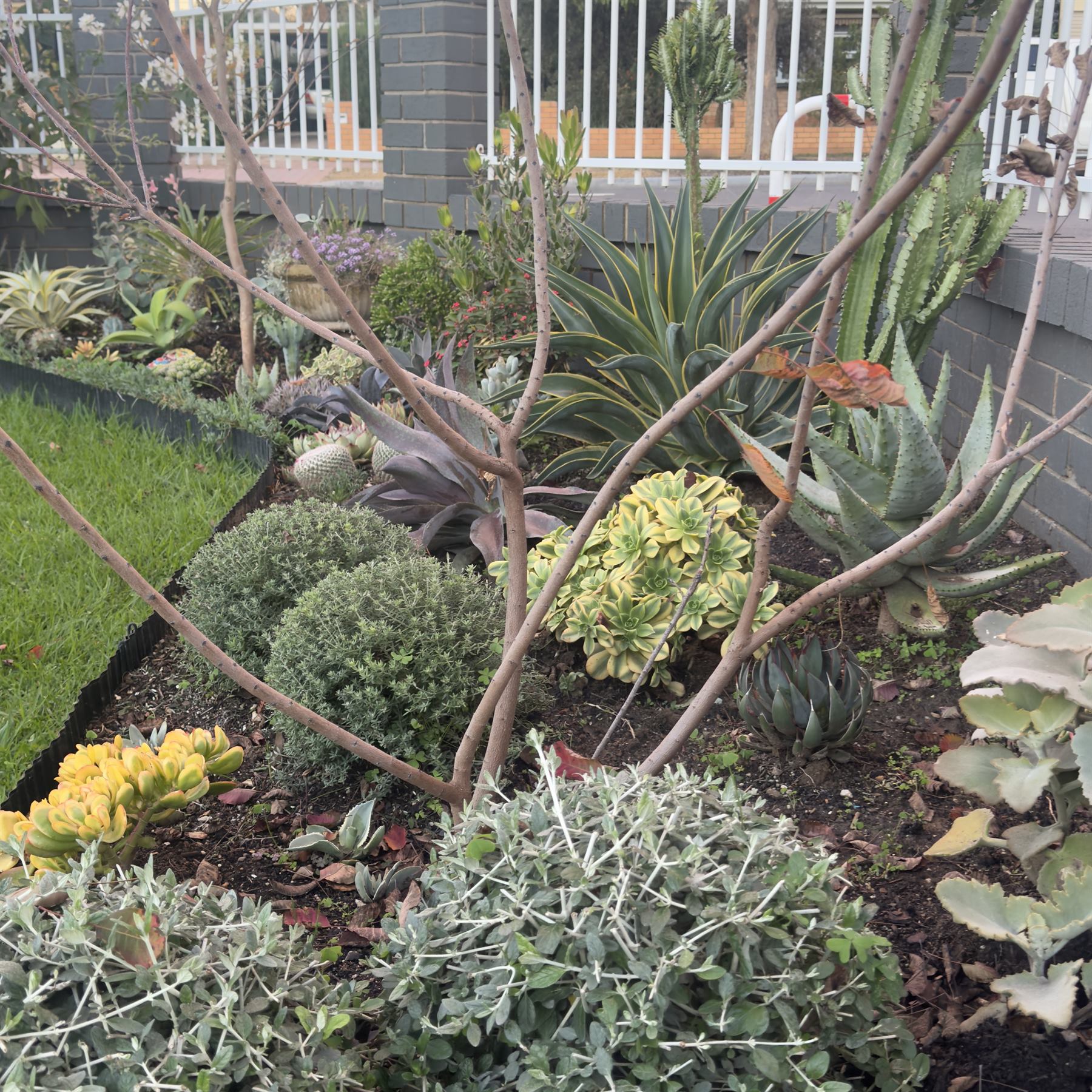 Close garden detail showing careful observation and plant texture
