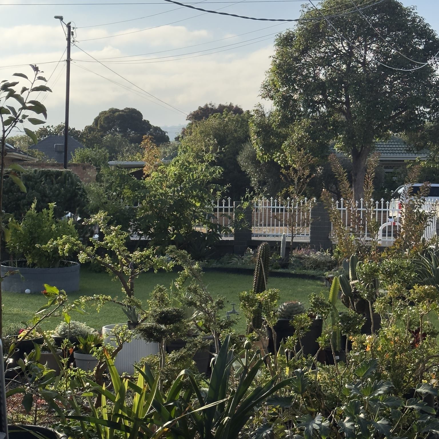 Layered residential garden viewed from within the planting