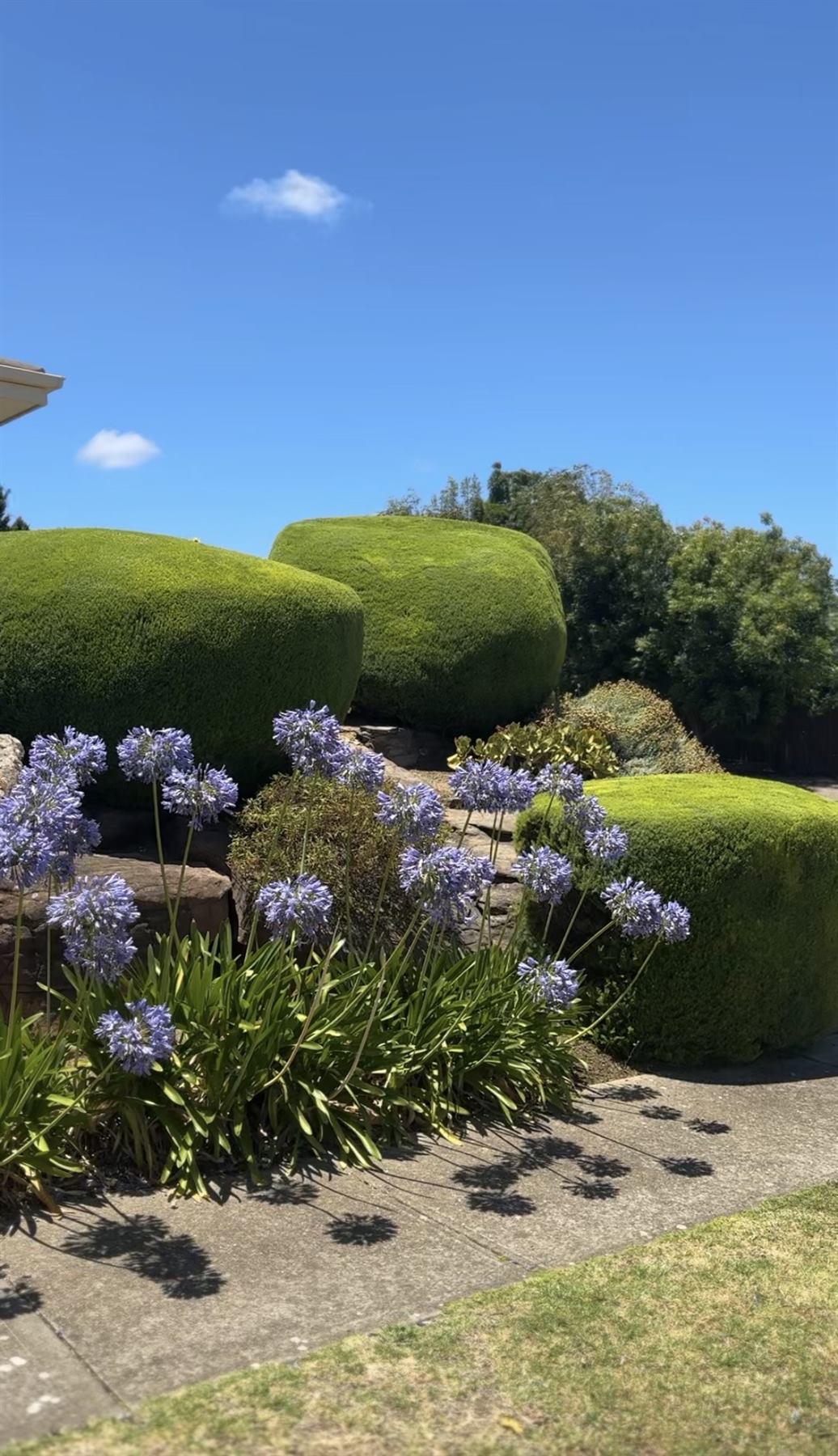 Flowering garden with maintained hedges and established planting