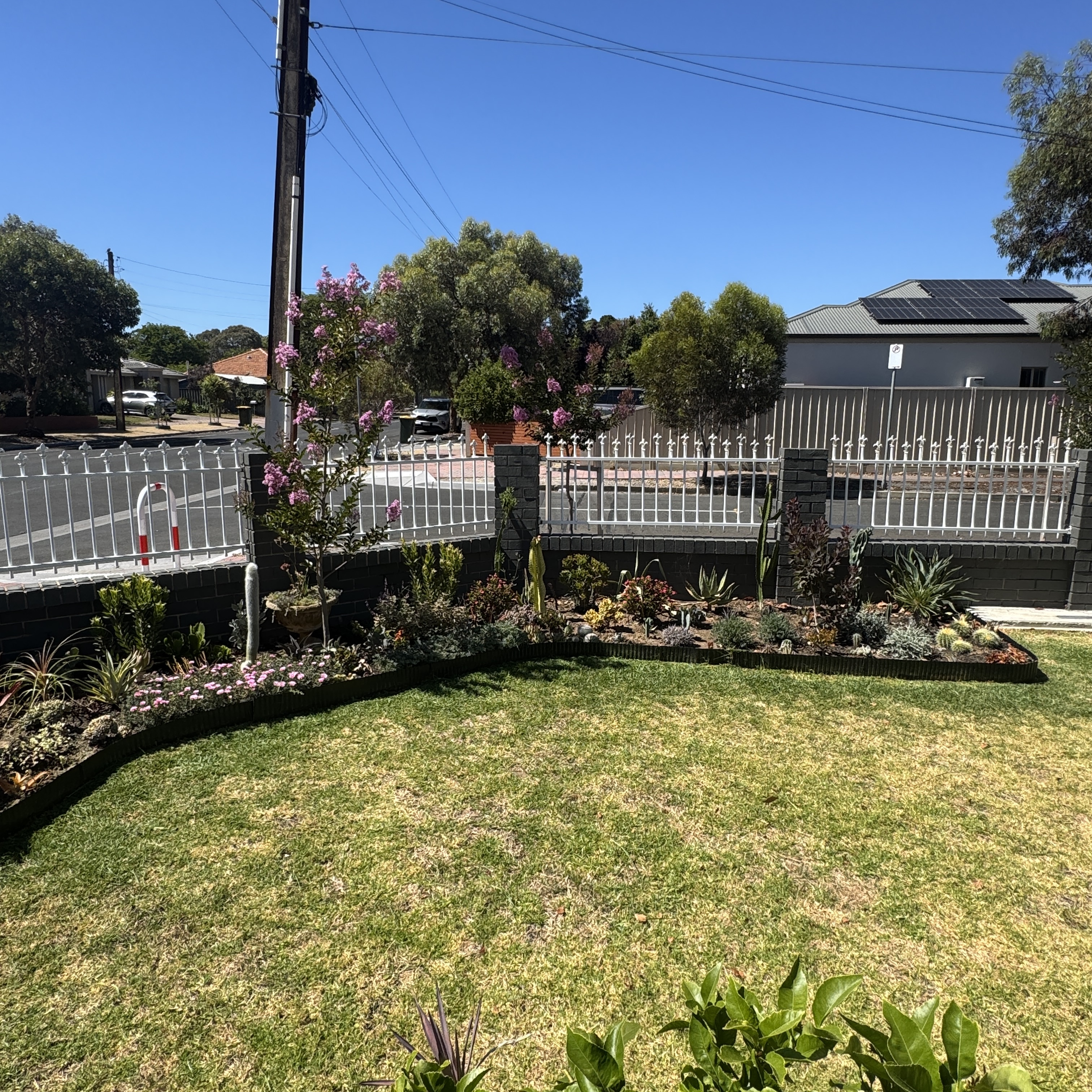 Established front garden with lawn, flowering crepe myrtle and planted border