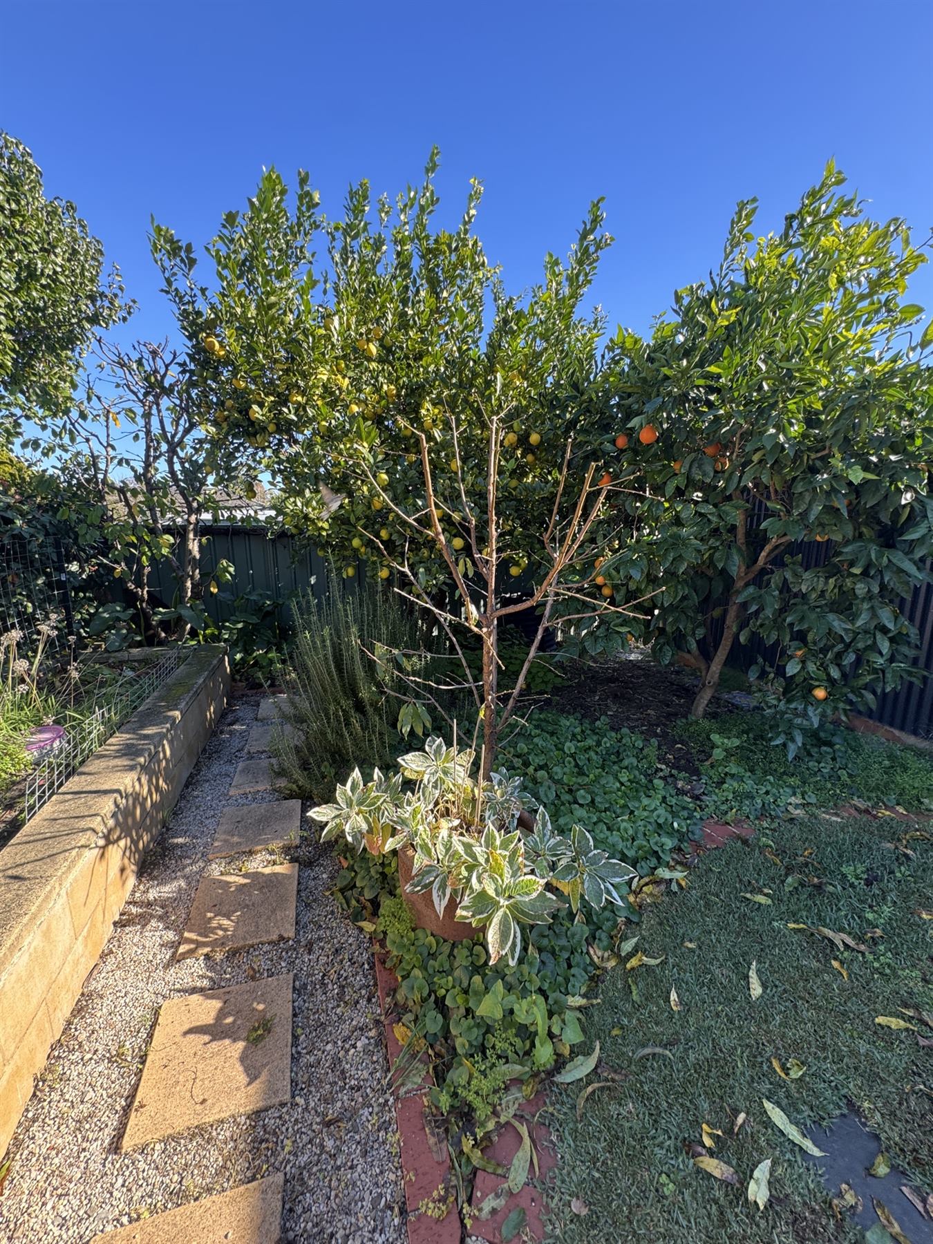 Young tree after formative pruning, with a clearer framework and balanced future shape