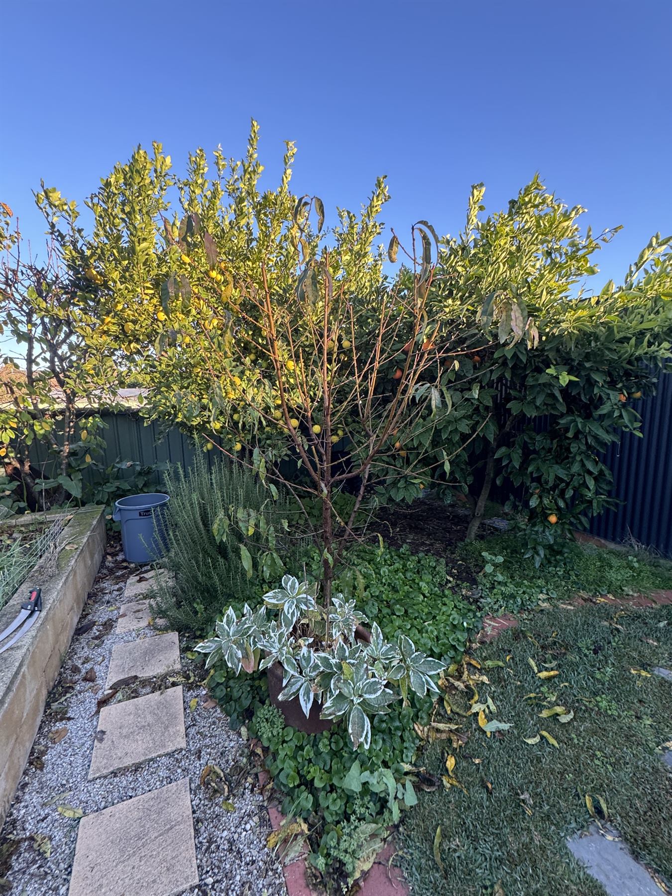 Young tree before formative pruning, with competing growth affecting the future branch structure
