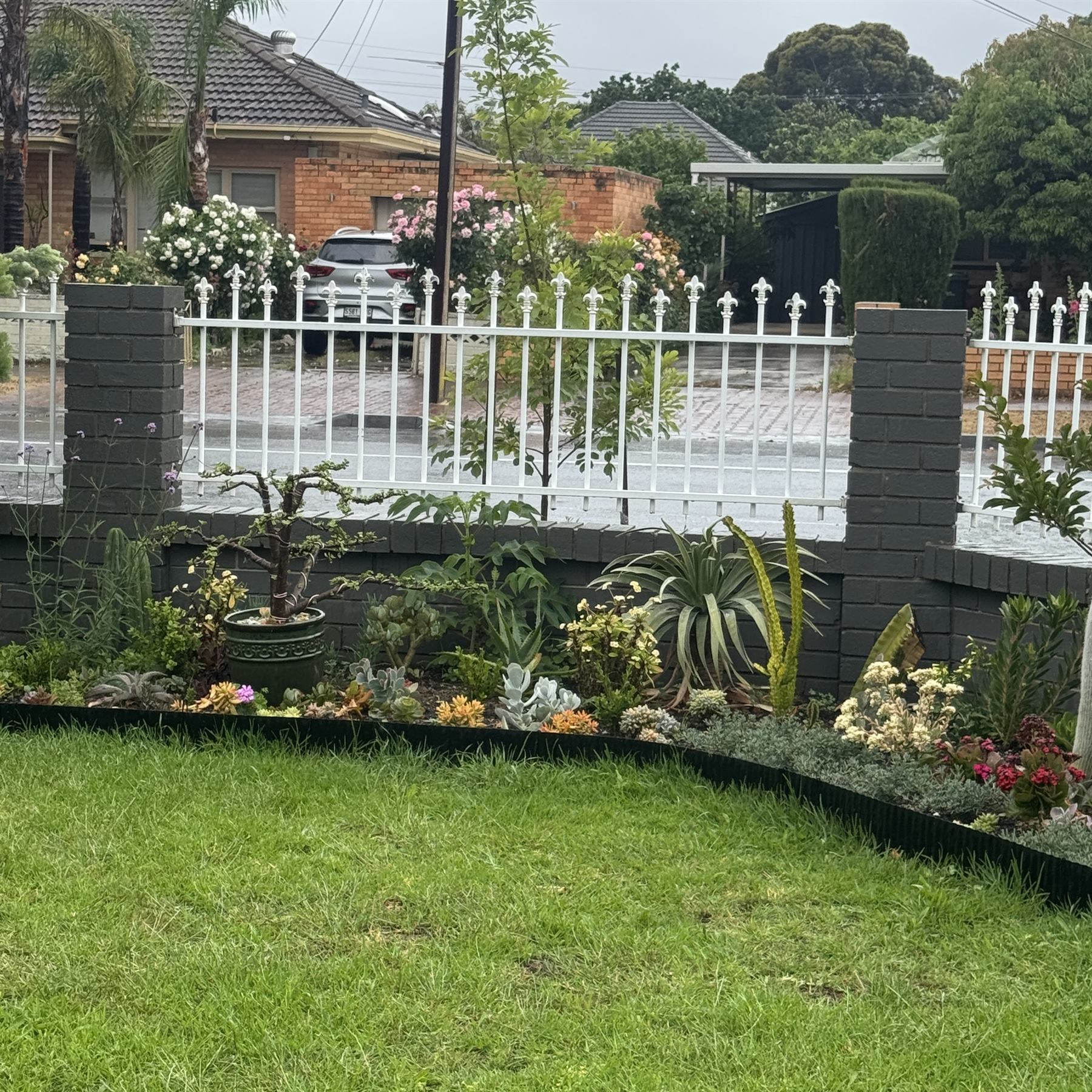 Maintained front garden border with layered planting, lawn edge and structured fence line