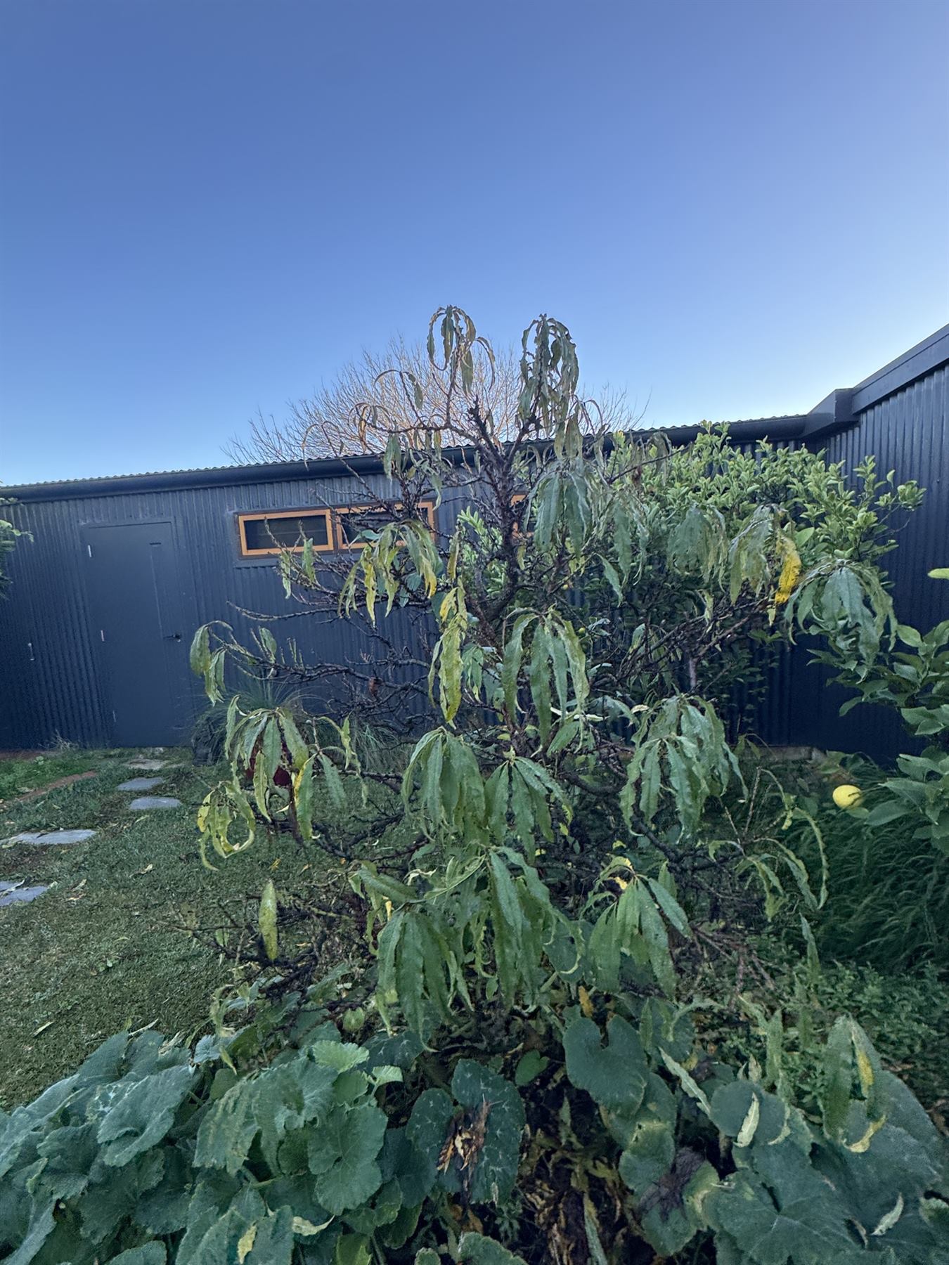 Dense front tree before selective structure pruning exposed the plant form