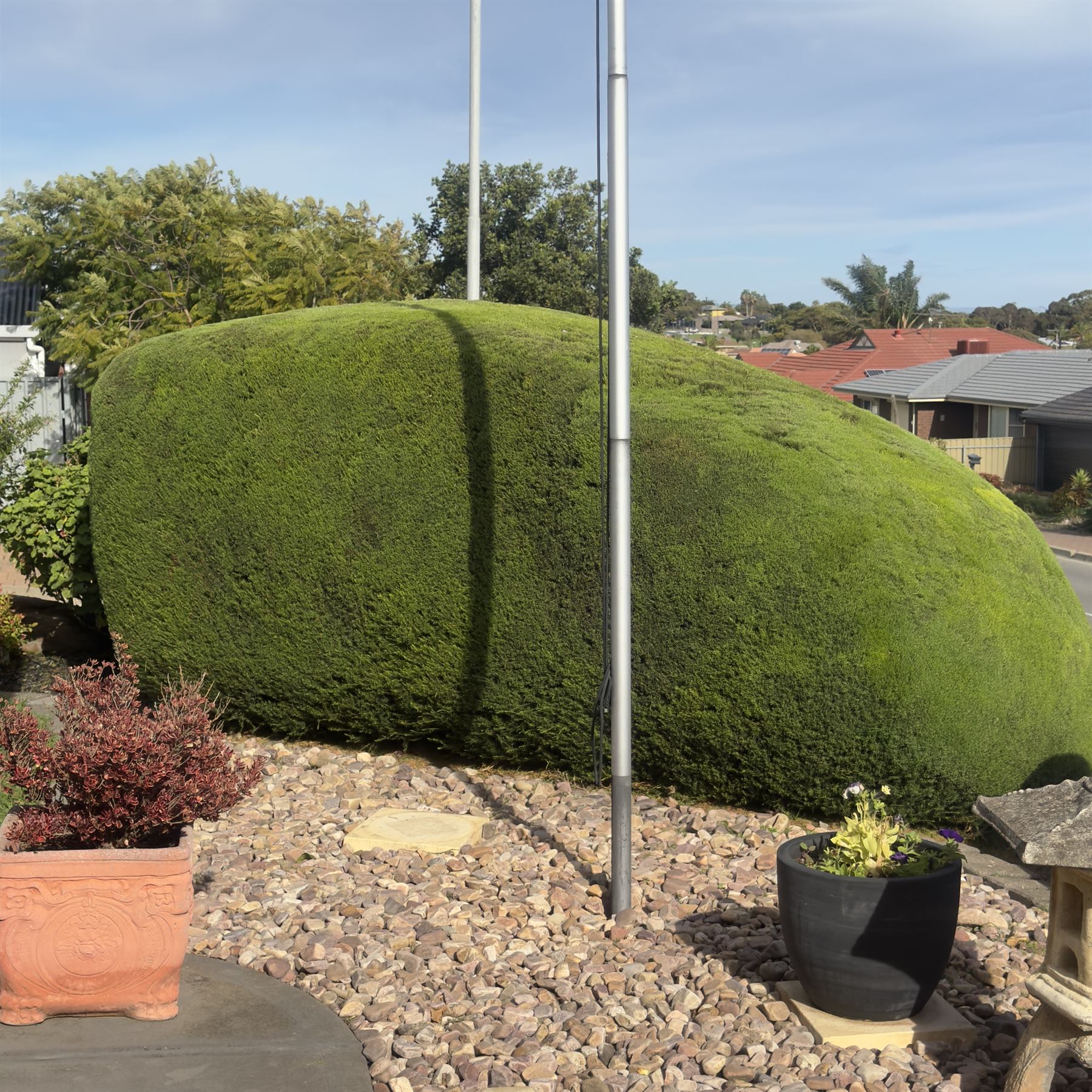 Close view of clipped rounded topiary with dense evergreen structure and controlled proportion