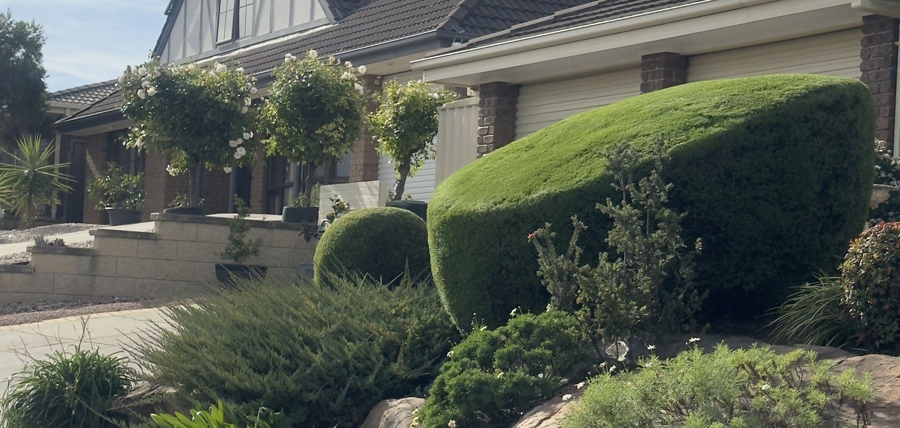 Established residential garden kept healthy, structured and thriving